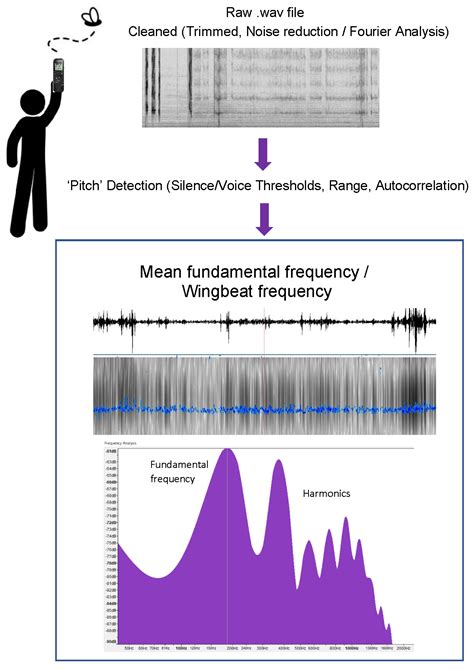 1オクターブとは、音の階段を駆け上がる蝶の羽ばたき